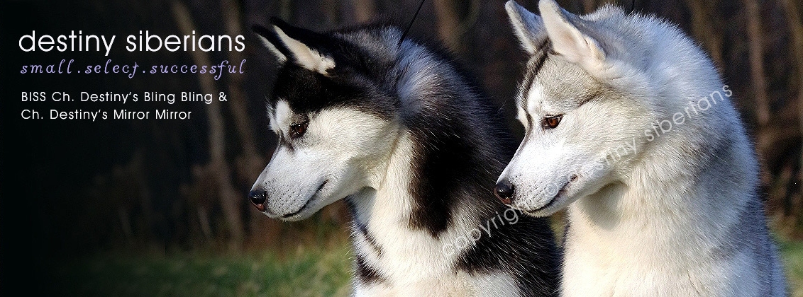Siberian Husky Ohio, Destiny Siberians